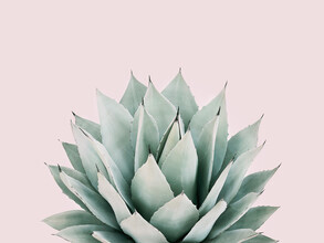 Kathrin Pienaar, Agave