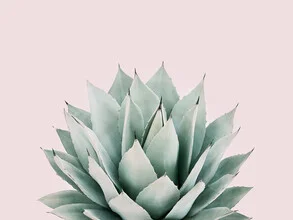 Photo art by Kathrin Pienaar: green agave with pink accents in a minimal style
