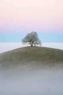 Photo art by Thomas Staubli: old linden tree in fog at twilight