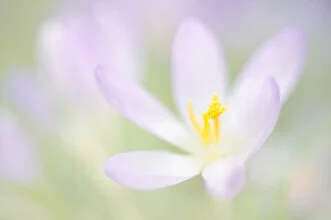 Nahaufnahme von zarten Blüten in Pastellfarben, die den Frühling willkommen heißen.