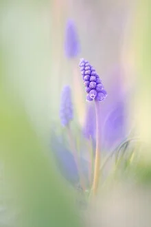 Close-up of grape hyacinths in soft pastel colors