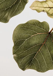 Photo art by Shot By Clint: close-up of fresh green leaves