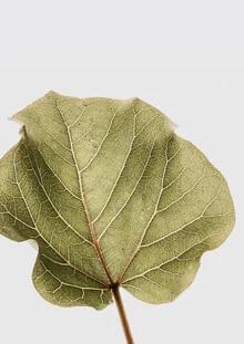 Close-up of Abutifolia leaves, vibrant green, soft lighting mood.