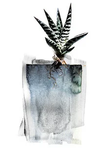 Wall art by Shot By Clint: stylized illustration of an aloe plant in soft colors
