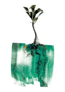 Adenium - fotokunst von Shot By Clint