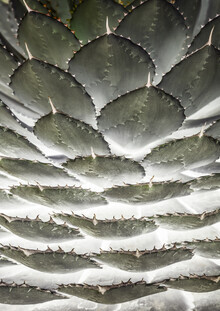 Shot By Clint, Agave Layers (South Africa, Africa)