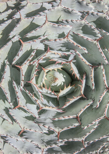 Shot By Clint, Agave