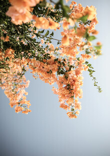 Shot By Clint, Assos Blooms