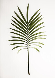 Shot By Clint, Leaf Study 4