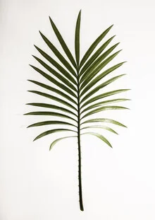 Leaf Study 4 - Fineart photography by Shot By Clint