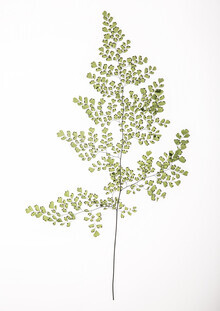 Shot By Clint, Leaf Study 6