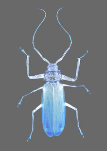 Shot By Clint, Insect Evolution