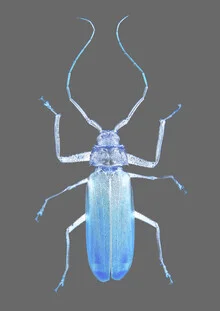 Insect Evolution - Fineart photography by Shot By Clint