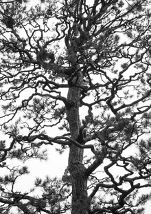 Shot By Clint, Japanese Garden 3
