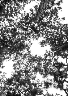 Shot By Clint, Japanese Garden 4