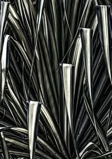 Shot By Clint, Jungle Brush