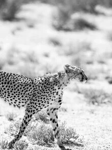 Black and white photo art by Shot By Clint: wild cat in a calm pose