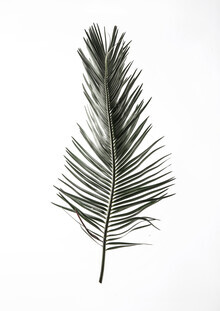 Shot By Clint, Leaf Study 3