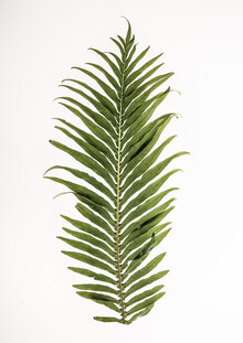 Shot By Clint, Leaf Study 1