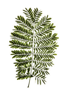 Shot By Clint, Leaf Study 2