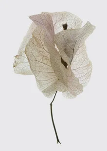 Photo art by Shot By Clint: vibrant bougainvillea flowers in soft light