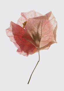 Shot By Clint, Bougainvillea Study   