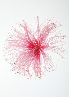 Shot By Clint, Botanical Paint Brush