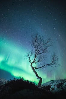 Photo art by Sebastian Worm: birch tree under the Northern Lights in Norway