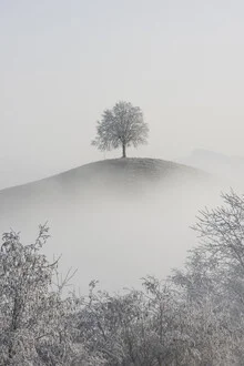 Moodful photo art by Thomas Staubli: lonely tree in the fog
