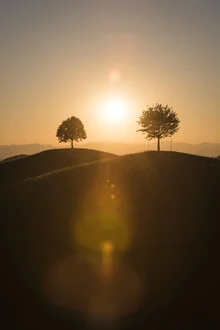 Photo art featuring a sunrise over rolling hills with a linden tree in backlight.