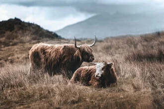 Fotokunst von Felix Baab: Hochlandrinder in einer ruhigen schottischen Landschaft