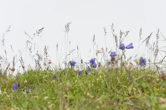 Photo art of alpine bluebells in the soft light of a summer day