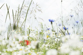 Farbenfrohes Fotokunstmotiv mit Mohnblumen und Kornblumen in einem Ackerfeld