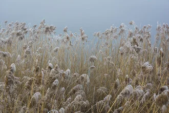 Photo art by Thomas Staubli: reeds by a frozen lake in winter with hoarfrost.