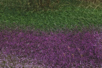 Abstract photo art by Nadja Jacke: spring heather in soft colors