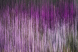 Blurred heather in spring: soft colors and a calm atmosphere