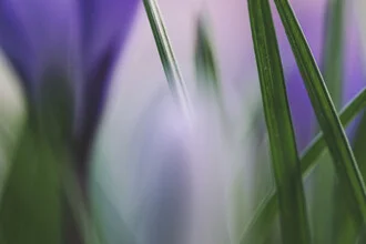 Photo of blades of grass in macro, soft colors and delicate details