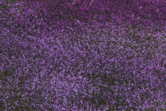 Abstract depiction of heather flowers in soft colors, evoking spring feelings.