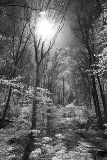 Charming fairytale forest with soft colors and a tranquil atmosphere