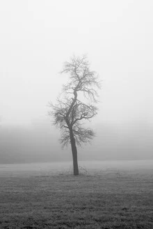 Wall art: a lonely tree in a foggy landscape
