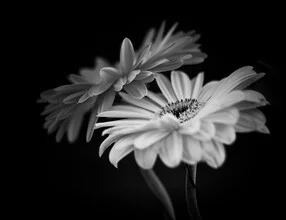 Photo art by Thomas Wegner: black-and-white capture of a Gerbera flower