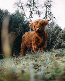Kristof Göttling, Highland Cattle on field (Germany, Europe)