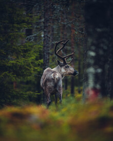 Kristof Göttling, Rentier im Herbstwald (Finland, Europe)