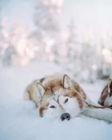 Fotokunst von Kristof Göttling: husky mit blauen Augen vor winterlicher Landschaft
