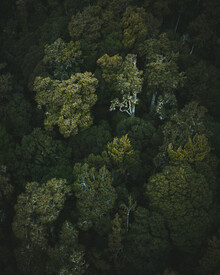 Kristof Göttling, The green giants (New Zealand, Oceania)