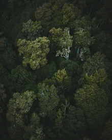 Fotokunst von Kristof Göttling: grüne Blätter im Wald, sanfte Lichtverhältnisse