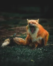 What does the fox say - Fineart photography by Kristof Göttling