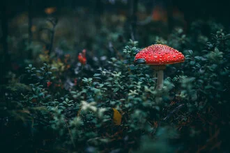 Lucky mushroom by Kristof Göttling: bright red fly agaric in a green forest