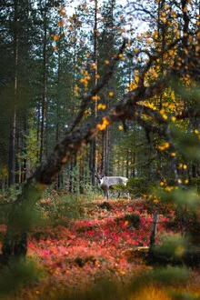 Photo art featuring a reindeer in an autumn forest, soft colors and a calm mood.