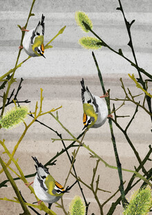 Katherine Blower, Firecrest birds
